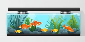 Acuario de peces de agua fría en una pecera grande, colorido y espectacular